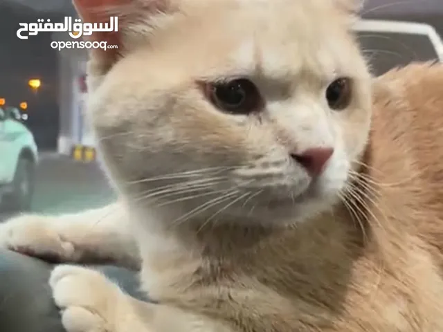 British Shorthair cat.This cat is very Friendly.