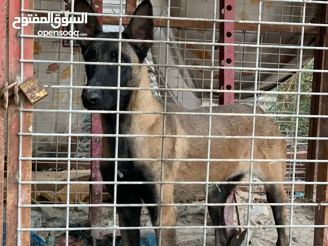للبيع انثى مالينو