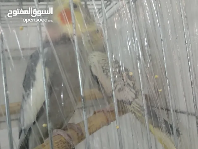 كوكتيل جوز بالصلاه على النبي
