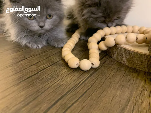 قط بيرشن و هميلايا و سكوتش