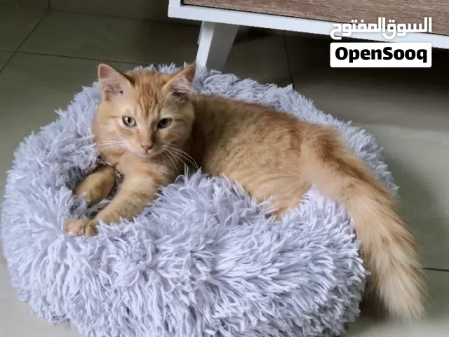 Ginger Cat for adoption (Persian Mix )