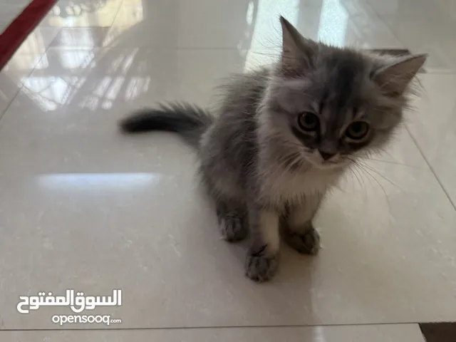 قطة شيرازيه ذكر  لون رصاصي العمر 3 اشهر