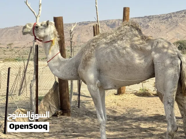 ناقة سمين إلا يباها لحم ولا تربيه