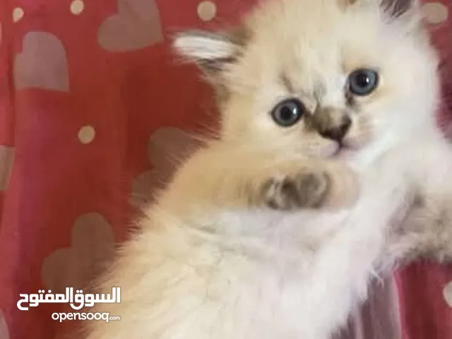هملايا بلو مكس شنشيلا عمر شهر ونص 2 انثى وواحد ذكر متوفر وليس تبني للتواصل عالرقم