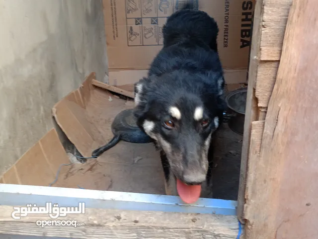 كلب جيرمن شيبرد للبيع او للبدل اليف جدا لعوب