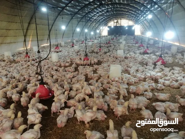 دجاج لاحم للبيع أوزان من 900 الي 1100 للتواصل   الشادلي التواجد في بركاء الفليج