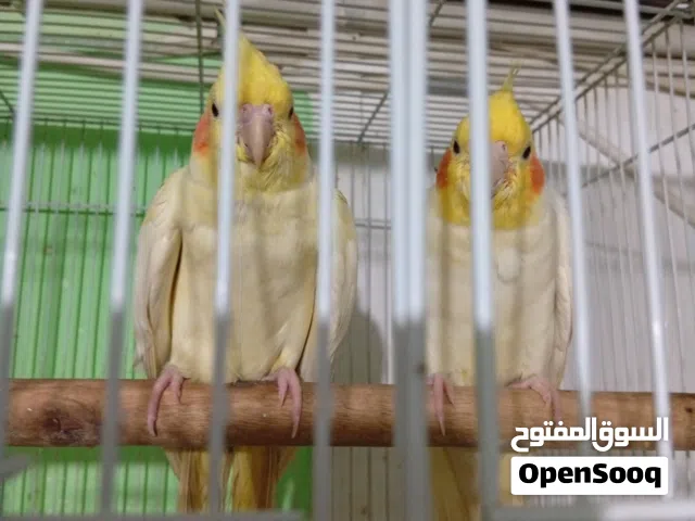 زوج كوكتيل مع القفص امانه الله مبزرات وهاي ثاني مره  خير من الله مكاني الدورة 95 الف مع القفص ملحقات