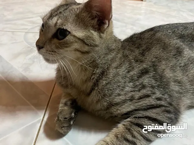 قطط للتبني cats for adoption