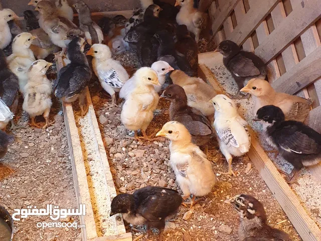 صيصان دجاج بلدي اصلي بدون فيومي