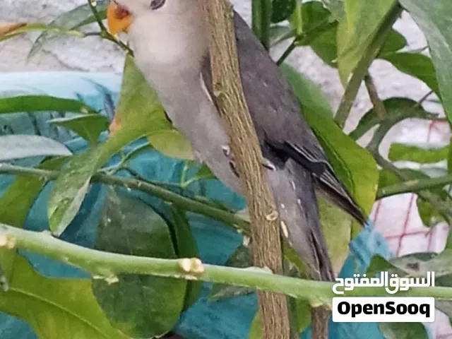 بسم الله اللهم صل على سيدنا محمد حبات من الحبات النوادر