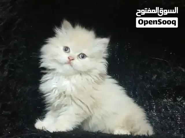 2بنات وولد هاف بيكى