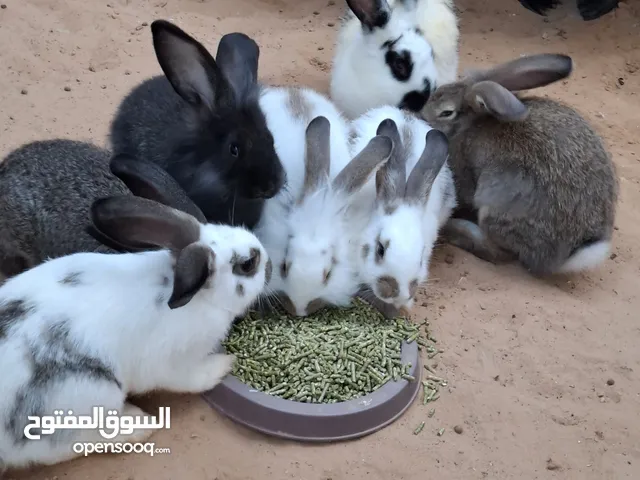 بسم الله مشاءالله متوفر انثي ألماني فراشه تحتها 6مفرخ مضروبات علي الجامبو