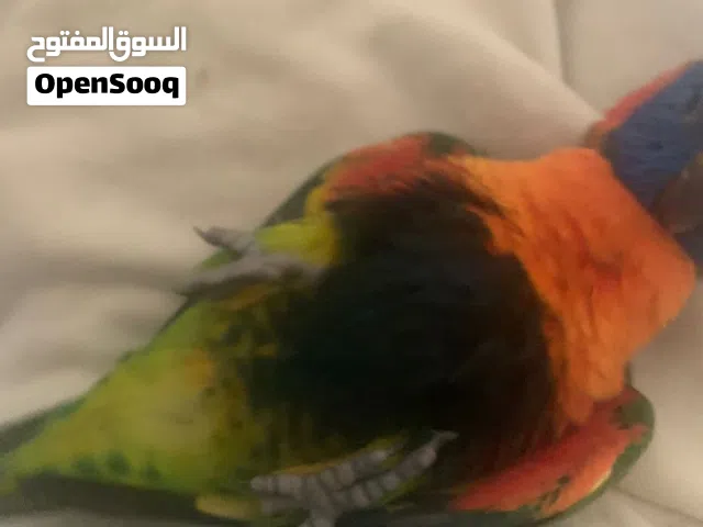 ببغاء لوري اليف