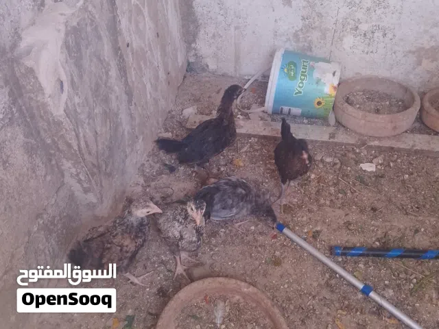 خمس صرخات دجاج البذره البلديه ما شاء الله صحه ممتازه مطعامات العمر شهرين ونص