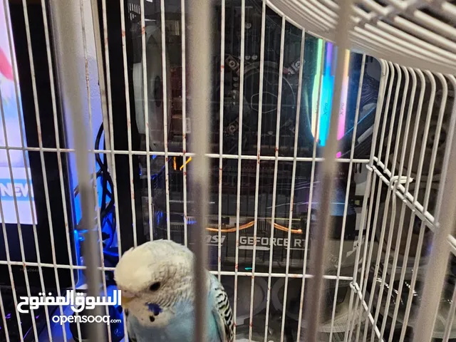 2 love birds