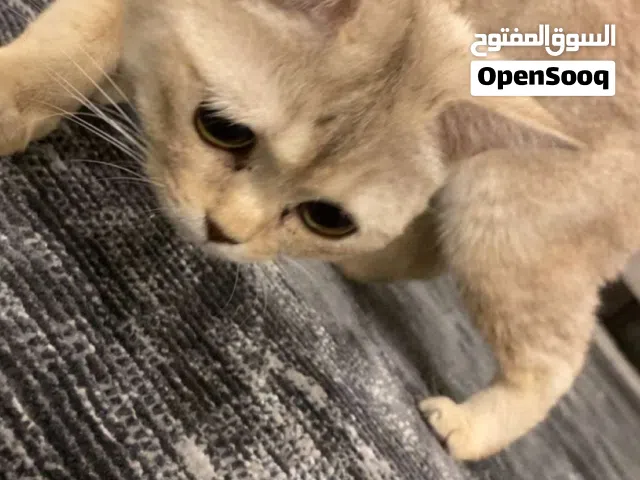 قط للبيع اموره طيبه وتطعيمات