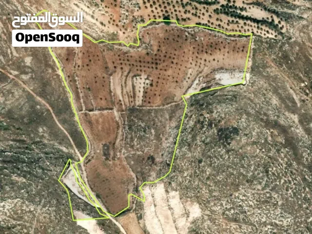 Farm Land for Sale in Jenin Kafr Ra'i