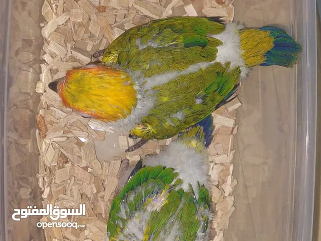 فرخ بغبغاء صن كنيور عدد 2 مع سيرلاك و ابرة غر