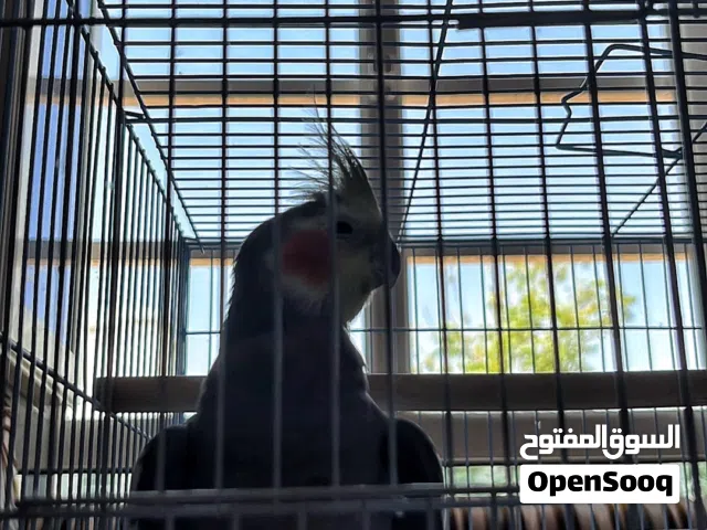 كوكتيل مروض اليف