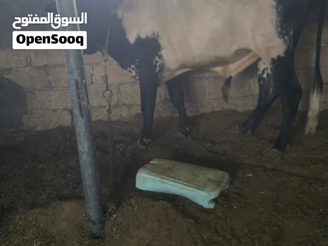 ثور جيرسي للبيع