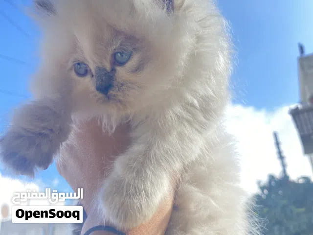 قطط كتن صغار