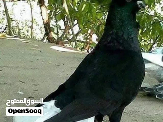 مطلوبب طيرة نورية سودا ذنب كركند