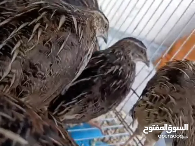 سمان للبيع