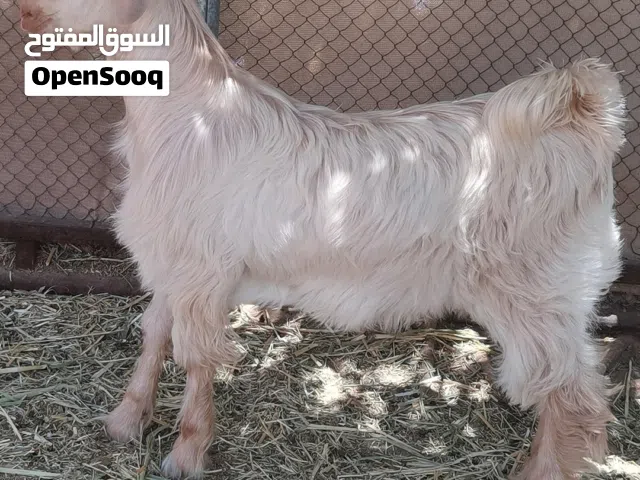 تيس من حلال الجواميد مشروع فحل