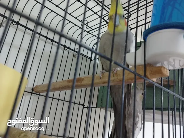 جوز ببغاء كوكتيل شغال جوز الطيره اجنبيه ختم اجنبي والفحل بلدي بالصلاه على النبي مع قفص كاسكو