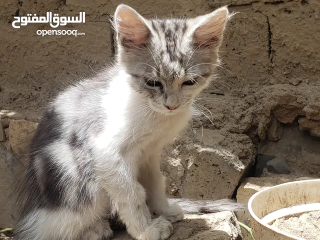 ربيع عبدالله