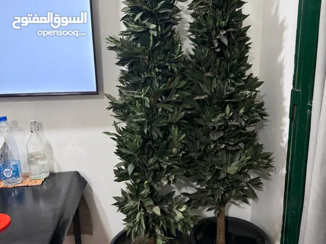 TREE OR FLOWER PLANT FOR SALE