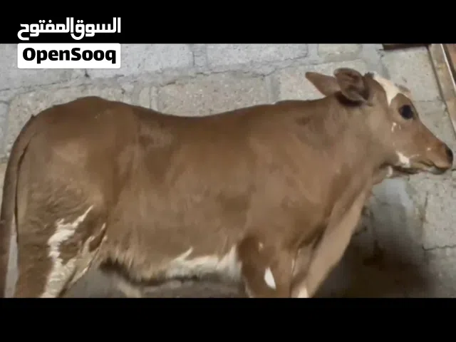 لبيع عجال مهجنات مال ثباح ومال تربيه كل أسبوع اوفر