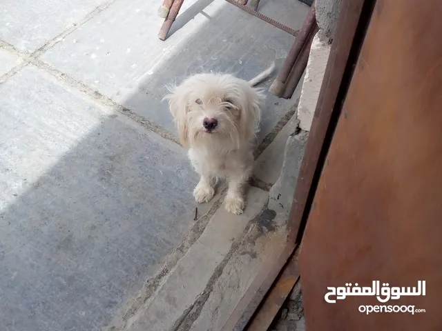 جلبه، خيصه وحلوه كلش ليريده