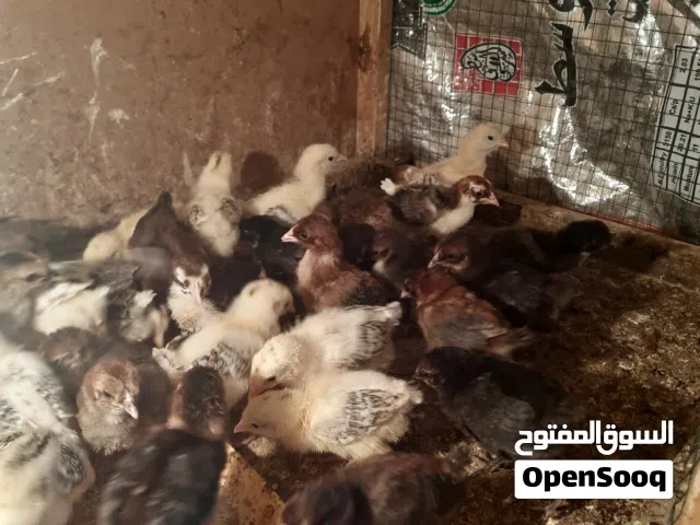 متاح افراخ دجاج عرب عمر 3 اسابيع زوج 3ونص