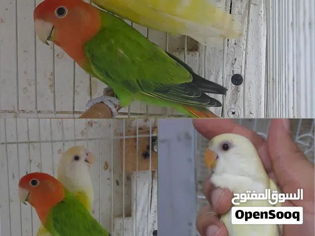 للبيع زوج لافبيرد منتج احجام طيبه