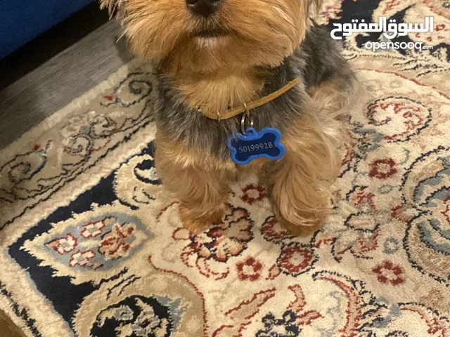 جرو يوركشاير ذكر كيوت للبيع