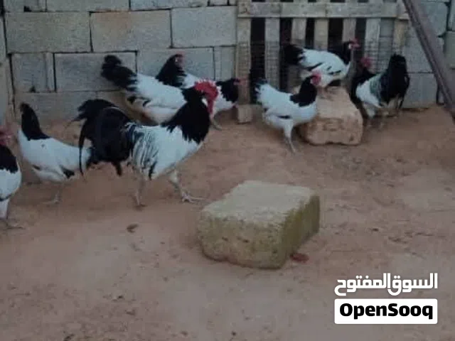 كتكوت ملكي أبيض من صور هذه الامهات مواصفات الله يبارك كتكوت فقط ولايوجد بيض للبيع كتكوت ملكي أبيض من