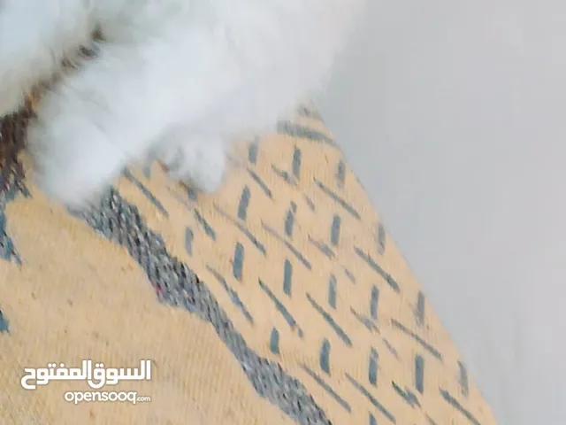 قطط راغدول بيور