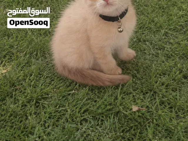 سكوتش فولد وبرتش شورت هير
