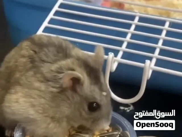 هامستر من دون قفص