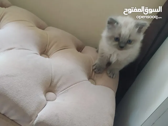 قط هملايا ذكر