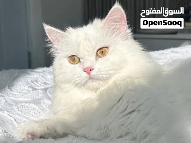 قطة انثى بيضاء