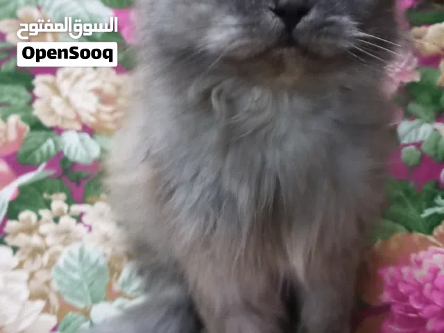 British long hair mix with Persian (قط فارسية مكس مع انجليزي لونج هير) ASK FOR PRICE