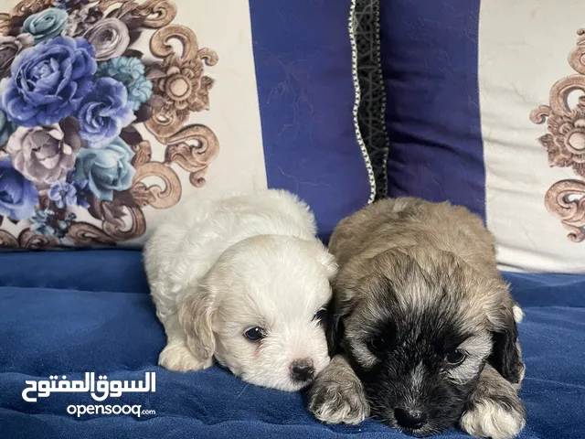 بنسبة للنوع فهو Bichon havanais Croisé bichon maltais