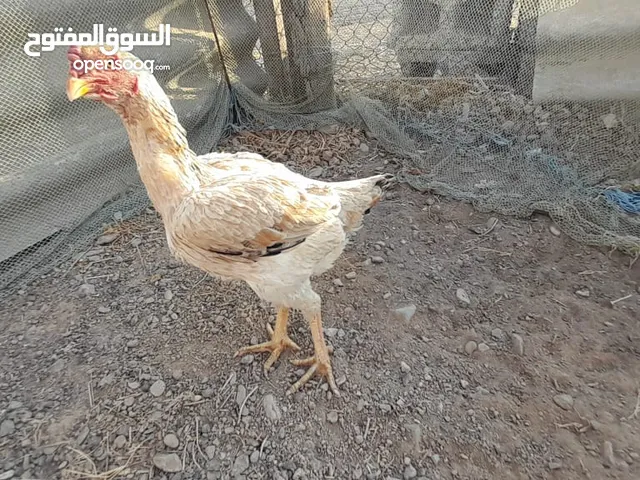 دجاجه حال بيع فقط