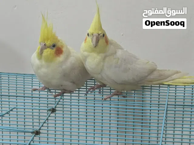 زوج كوكتيل شكري (الوصف)