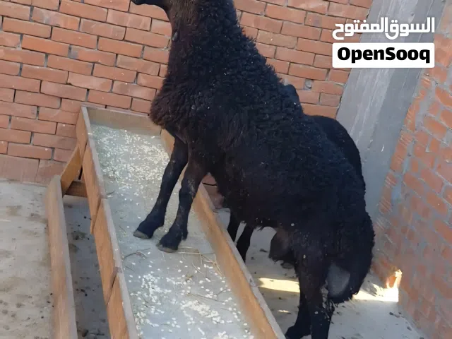 بسم الله الرحمن الرحيم الاثنين 11/5/2026 عرض أضاحي رحماني فاخرةتربية بيتي بفضل الله متاح خروفين دكري