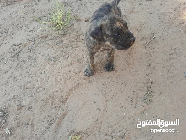 متاح جرو بيتبول ذكر للبيع