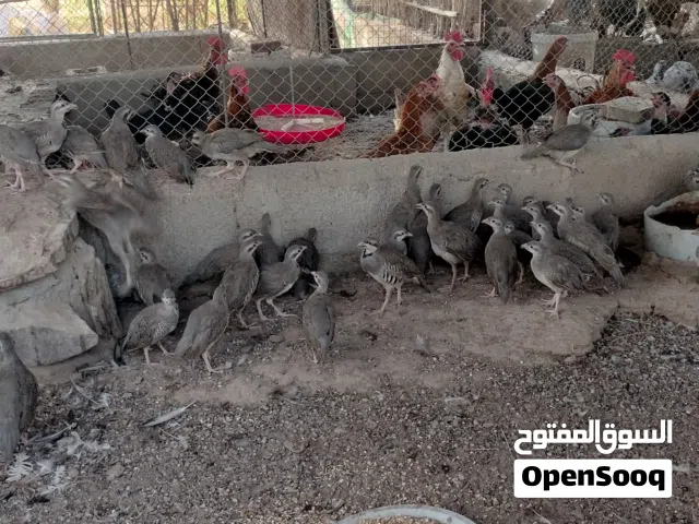 الحجل الباكستاني