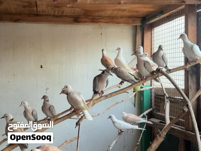 حمام بري او حقم